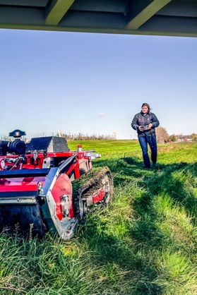 Ovis in field