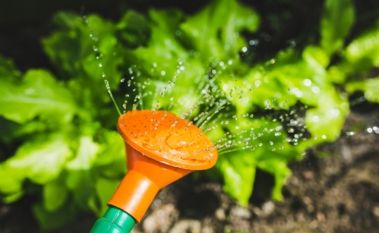 How to save water in your garden