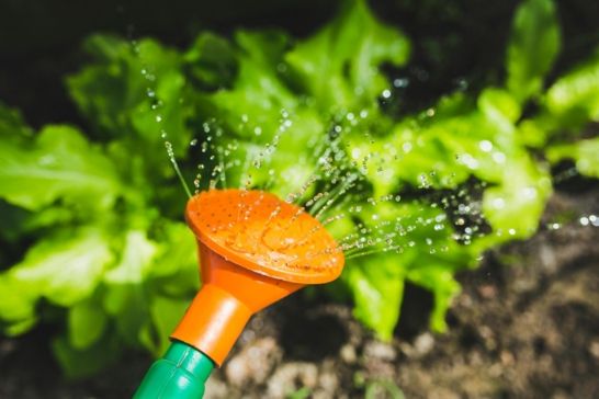 How to save water in your garden